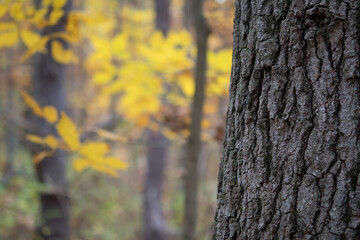 Tree trunk close-up with yellow fall foliage in the background © Kyle