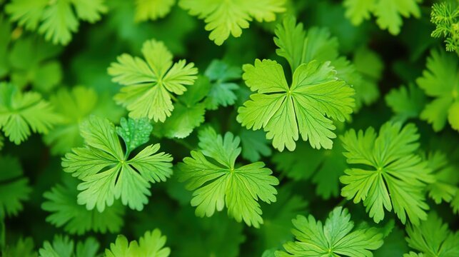mimosa. Mimosa pudica leaves curling inward upon touch, showcasing natural plant sensitivity and green foliage. gardening catalogs, home-decor guides, designed for home decor and floral branding.