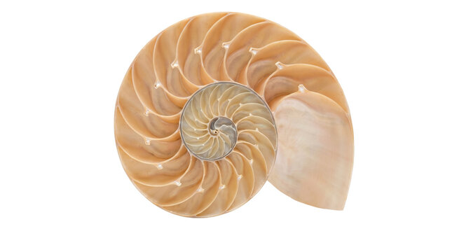 Nautilus shell cross section spiral isolated on transparent background png