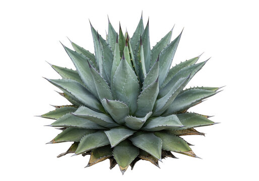A symmetrical agave plant with sharp, pointed, sage-green leaves arranged in a dense rosette pattern, isolated against a solid black background