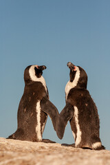 Two African penguins (Spheniscus demersus) facing each other on a rock at sunset in South Africa. © Schilo