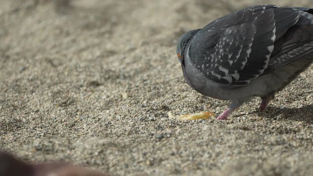 Pigeon feeding sand close up view of common rock dove foraging for bread crumbs on beach ground