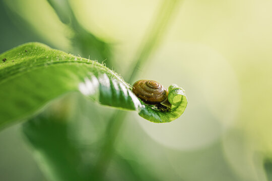 Animal en macro minimaliste dans la nature