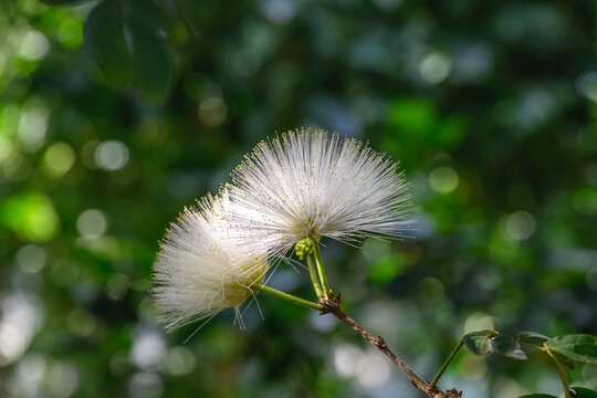 Beautiful white powderpuff flowers blooming in pairs on a branch