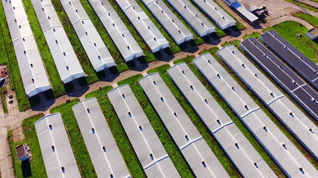 Overhead view of parallel farm barn rooftops with green strips. Straight down drone perspective showing silver corrugated roofs alternating with vivid green grass lanes, solar panels on one building.