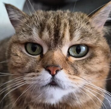 portrait of a cat