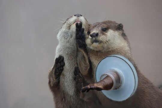 Small-clawed otter making a peace sign