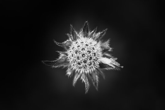 Fleur en macro minimaliste sur fond flou