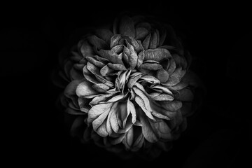 Fleur en macro minimaliste sur fond flou