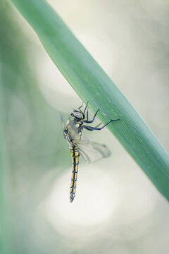 Animal en macro minimaliste dans la nature