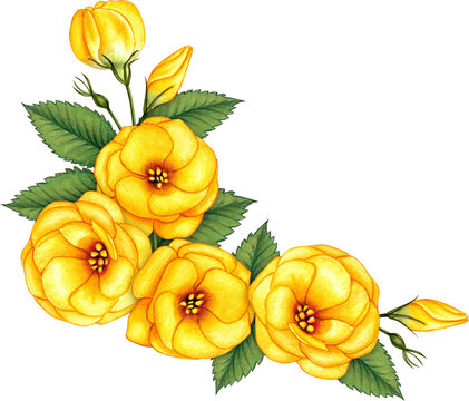 Watercolor hand drawn delicate camellia flowers compositions