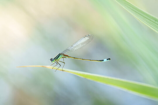 Animal en macro minimaliste dans la nature