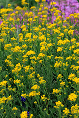 Obraz premium Colorful flowers Alyssum saxatile in a garden during spring season showing a mixture of yellow blooms and green leaves among other plants