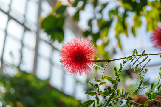 Low angle shot of a beautiful red powderpuff flower blooming inside a greenhouse