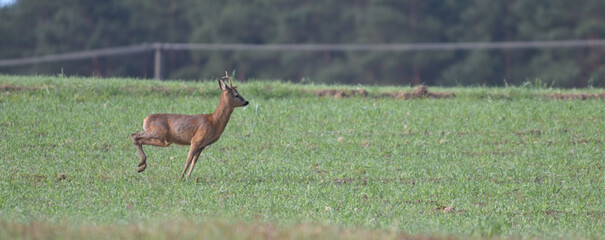 samiec sarny, kozioł,  (Capreolus capreolus) uciekający przez zielone pole na tle lasu © Joanna