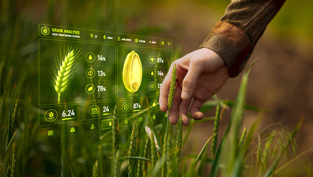 Grain analysis interface with hand inspecting wheat crop in field. Concept of crop monitoring, grain quality control, wheat farming, agritech analytics, and harvest planning.