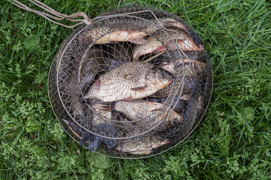 Fresh freshwater fish catch in fishing keepnet hanging above green grass in rural countryside. Summer recreational fishing and successful angling concept with river fish.