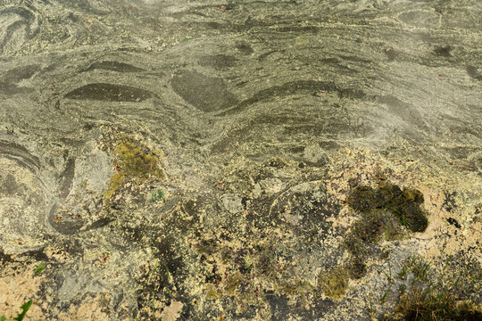 Dirty pond water surface covered with green algae and pollen scum. Polluted lake aquatic ecosystem environmental problem. Waste contamination, ecology hazard and liquid sludge texture concept