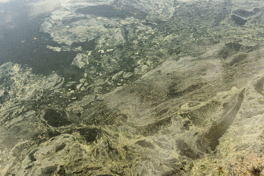 Dirty pond water surface covered with green algae and pollen scum. Polluted lake aquatic ecosystem environmental problem. Waste contamination, ecology hazard and liquid sludge texture concept