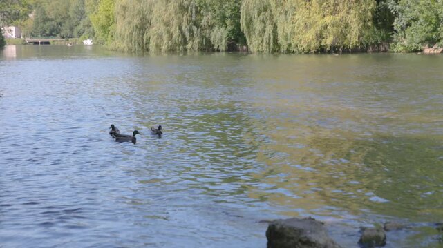 Small group of mallard ducks swimming together on a calm, rippling river surrounded by lush green trees