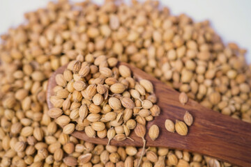 Fototapeta premium Close up of whole Coriander seeds scattered on a white Background, with some resting on a wooden spoon. Coriander seeds is popular spice plant.