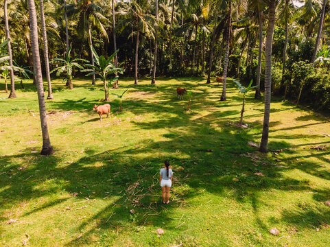Drone shot of tropical palm grove with famale standing in sunlight