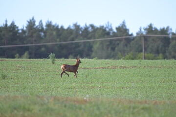 samiec sarny, kozioł,  (Capreolus capreolus) uciekający przez zielone pole na tle lasu © Joanna