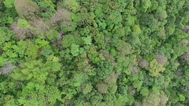 Aerial view of dense tropical rainforest canopy with rich green foliage and natural forest texture. Drone landscape background featuring biodiversity, ecology, conservation, and environmental sustaina