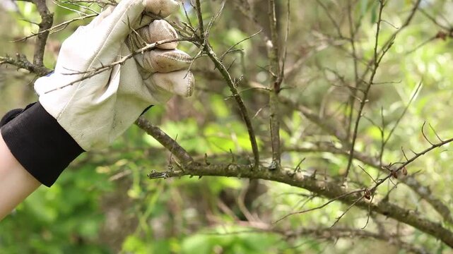 Gardener in protective gloves cuts dry sea buckthorn branches with pruners. Spring garden care. The process of pruning dried sea buckthorn branches in the garden. Close-up of the gardener's hands
