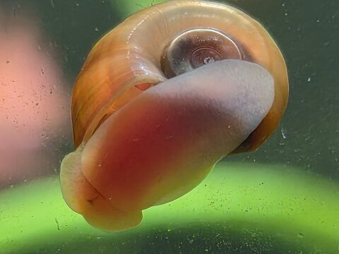 posthornschnecke