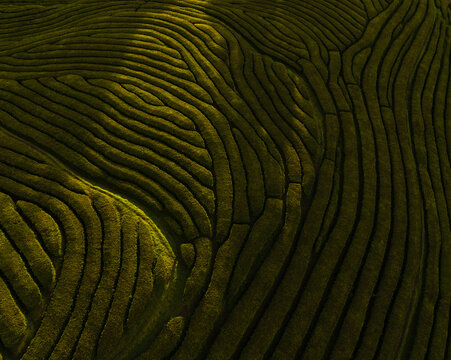 Aerial view of the lush green rows of the Gorreana Tea Plantation with undulating patterns and soft shadows in Maia, Acores, Portugal.