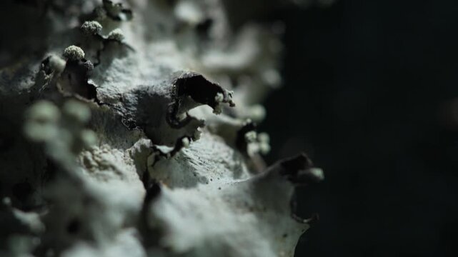 Abstract forest fungi texture with shallow focus and organic decay detail