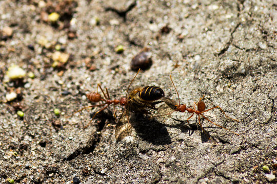 Two red ants caries a dead bee