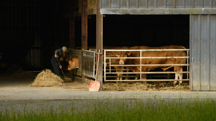 Limousin bull and cows behind bars in stable. Man giving hay to the cow.  © lucia2311