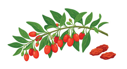 Goji berry branch with leaves and fruit vector illustration © PROMA