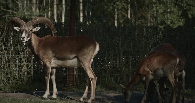Close-up Shot Of Goat With Impressive Horns