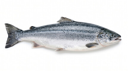 Obraz premium Raw atlantic salmon fillet side view on white background