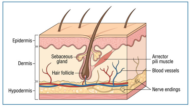 Anatomy of human skin layers.