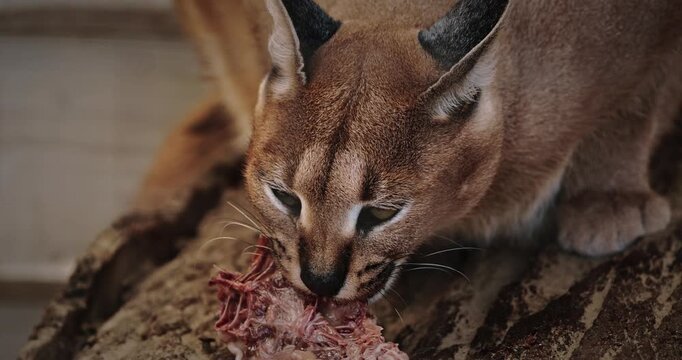 Caracal Savoring Meat In Natural Habitat, Close-up Shot
