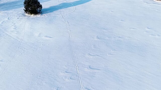 Drone video captures a solitary pine tree casting a dramatic shadow across an untouched, snow-covered field, revealing fresh tracks and creating a serene winter ambiance in soft daylight.