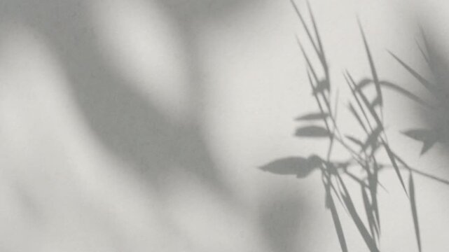 Minimalist 3D studio backdrop with soft fern leaf shadow moving on clean white wall