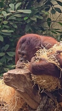 Bornean orangutan ape primate resting in the zoo