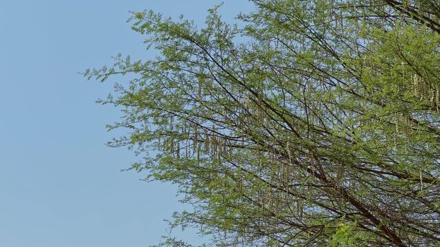 Upper branches of Vachellia nilotica tree with delicate green foliage and hanging seed clusters extending against a clear blue sky!