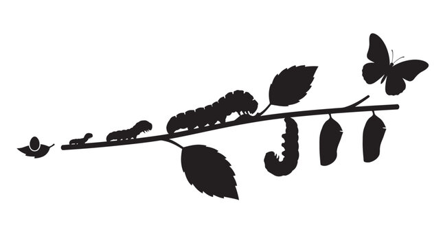 Butterfly Metamorphosis Stages With Branch And Leaves Silhouette