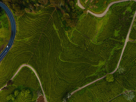 Aerial view of Gorreana Tea Plantation featuring geometric green tea rows, winding asphalt roads, and lush surrounding vegetation in Maia, Acores, Portugal.