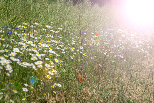 chamomile field texture meadow background white daisies wild green grass bright sunny summer day wild herbs overexposed lens flare with copy space for banner design environment agriculture botany