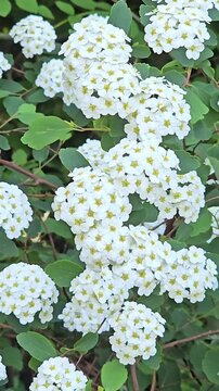 White spirea shrub flowers swaying gently
