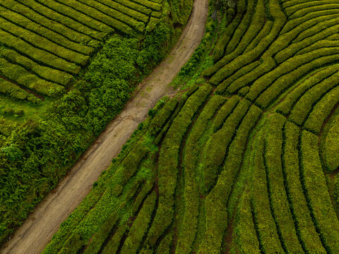 Aerial view of Gorreana Tea Plantation with its characteristic green terraced rows and a winding dirt road in Maia, Acores, Portugal.