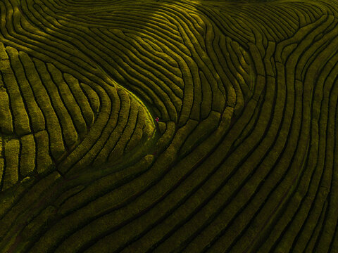 Aerial view of the Gorreana Tea Plantation featuring sinuous green rows of tea bushes and a person walking through the fields during golden hour in Maia, Acores, Portugal.
