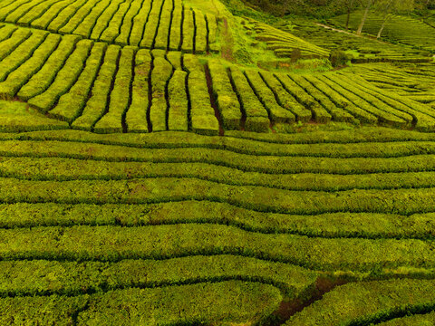 Aerial view of the terraced green rows of the Gorreana Tea Plantation with lush vegetation and rolling hills in Maia, Acores, Portugal.